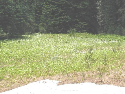 More flowers among the patches of snow.