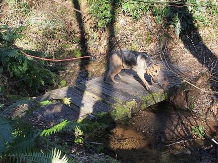 Jasmine tests the bridge to make sure it isn't too slippery to cross.