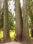 Giant cedars accessed via a boardwalk in the Grove of the Patriarchs at Mt. Rainier National Park.