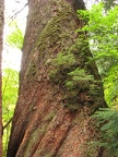 This giant hemlock tree shows its wrinkles from old age in tht Grove of the Patriarchs.