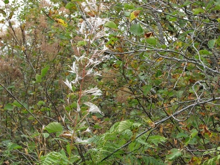 Fireweed seed pods explode harking the end of summer along the Hamilton Mountain Trail.