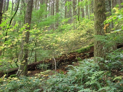 Fall leaves decorate the forest along Don's Trail which is a connector for the Hamilton Mountain Trail.