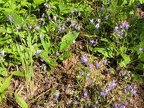 Wildflowers blooming along the Hardy Ridge Loop Trail.