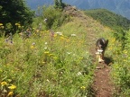 Jasmine coming down the Hardy Ridge Trail in the meadow just above the trail junction for the Hardy Ridge Loop.