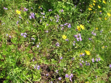 Wildflowers blooming along the upper portion of the Hardy Ridge Loop Trail.