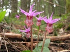 Ladyslipper Orchid