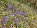 spring flowers along Herman Creek Trail