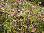 spring flowers along Herman Creek Trail