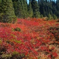 Blueberriers showing fall colors on High Lakes Trail. Picture taken 9/27/2005 about 2pm.