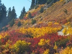 Willows and blueberriers showing fall colors on High Lakes Trail. Picture taken 9/27/2005 about 2pm.