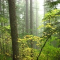 The trail passes through a second growth forest mainly of Hemlock trees with a few Vine Maples.