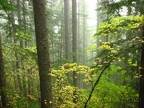 The trail passes through a second growth forest mainly of Hemlock trees with a few Vine Maples.