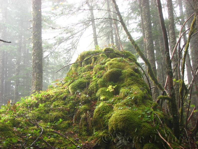 Knobby Rocks covered with green moss give a hint as to how much rain this area gets.