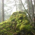 Knobby Rocks covered with green moss give a hint as to how much rain this area gets.