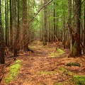 Branches from dead trees dangle in the trail making this section seem like a haunted forest.