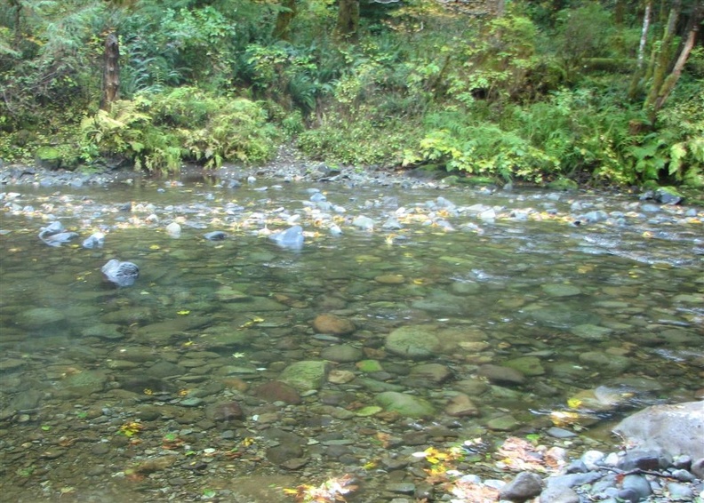 Crossing Siouxon Creek in the fall