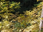 Fall leaves along Siouxon Creek on the Siouxon Creek Trail.