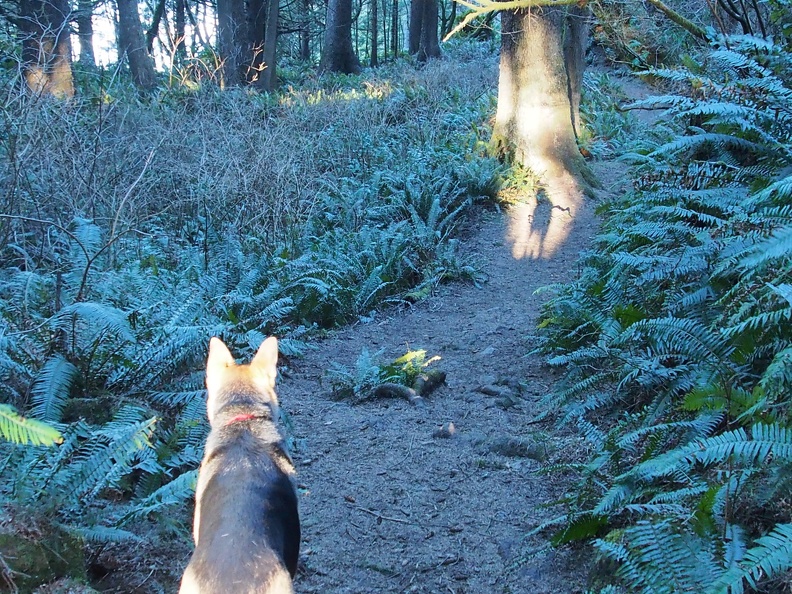 Jasmine looks down the trail and her shadow precedes her on this section of the Oregon Coastal Trail which passes through Ecola State Park.