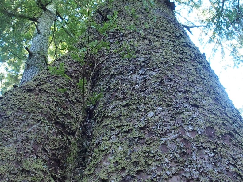 A large old-growth tree towers over the Clatsop Loop trail. Though there aren't large numbers of old-growth trees along the trail, they are there.