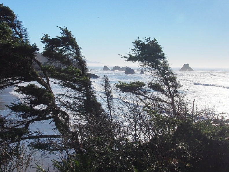 Classic windswept coastal trees frame haystack rocks along the Clatsop Loop Trail.