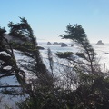 Classic windswept coastal trees frame haystack rocks along the Clatsop Loop Trail.