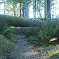 This downed tree only looks like it is over the trail. It is actually next to the trail and it is a good marker as a place to turn around and head back towards the Hiker's Camp.