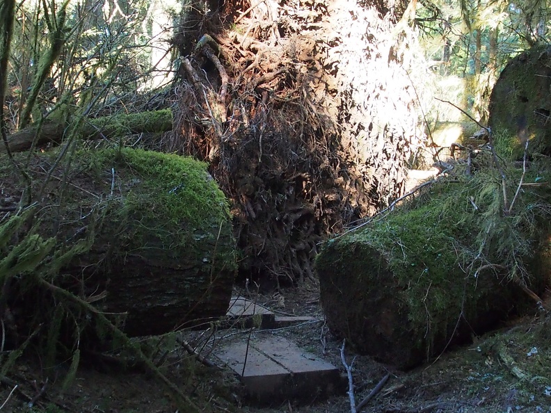 Here is the huge root ball that is right next to the trail. It is the only place where a root ball like this is next to the trail and is another marker for a turn-around point.