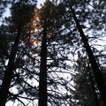 Our first night at Mammoth Mtn RV Park in Mammoth Lakes. I liked the sunset in the trees.