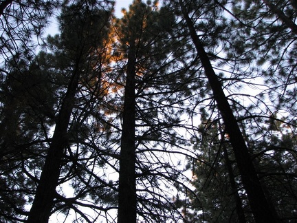 Our first night at Mammoth Mtn RV Park in Mammoth Lakes. I liked the sunset in the trees.