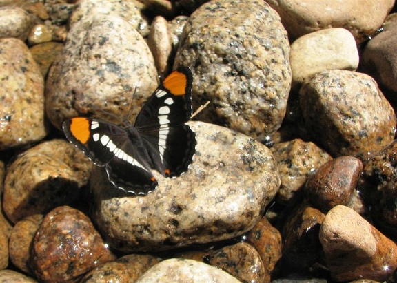 Butterfly at the Merced River looking for water