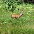 Buck Deer in Yosemite Valley