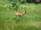 Buck Deer in Yosemite Valley