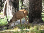 One of the many deer what we saw along the John Muir Trail in Yosemite.