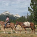 Pack horse train at Tuolomne Meadows.