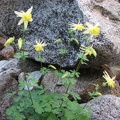 Yellow Columbine growing among the rocks. This is in the on the west side of Upper Lyell Canyon in Yosemite National Park.