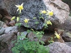 Yellow Columbine growing among the rocks. This is in the on the west side of Upper Lyell Canyon in Yosemite National Park.