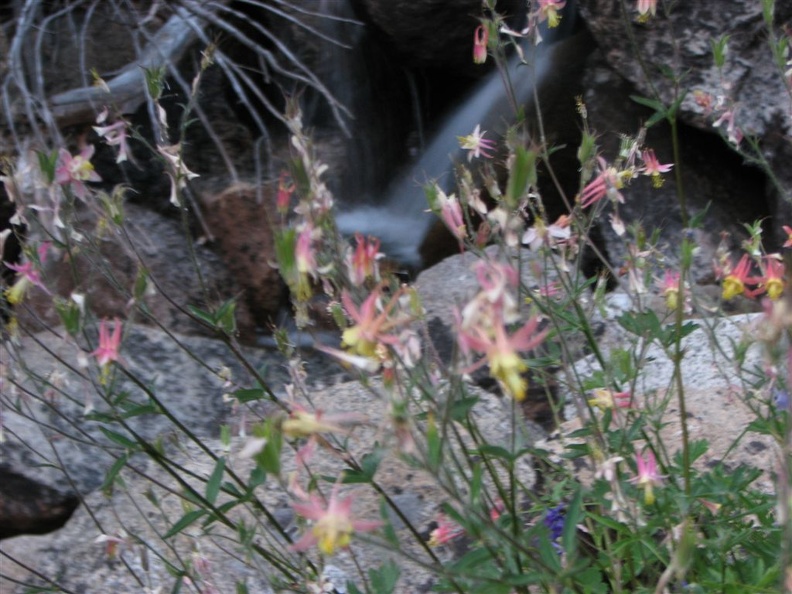 Columbine growing among the rocks. This is on the west side of Upper Lyell Canyon in Yosemite National Park.