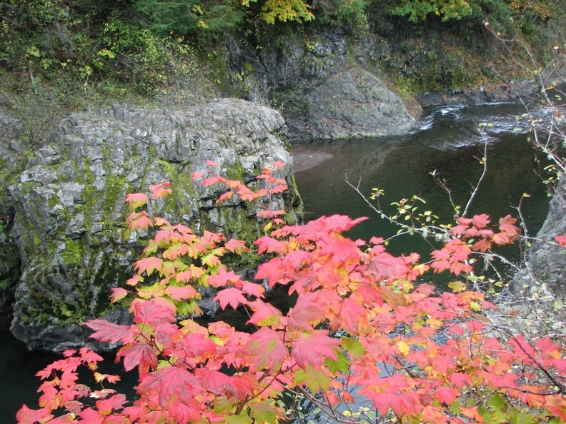 Vine Maple showing fall colors where the Wilson River Trail crosses the Wilson River.