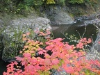 Vine Maple showing fall colors where the Wilson River Trail crosses the Wilson River.