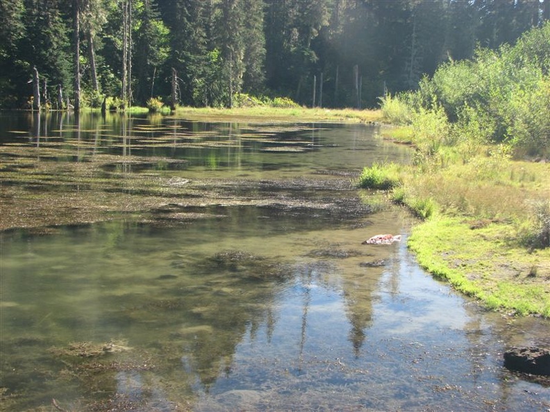 June Lake has a wide, shallow shore which is just right for wading. The lake is surprisingly clear for having this shallow shoreline.