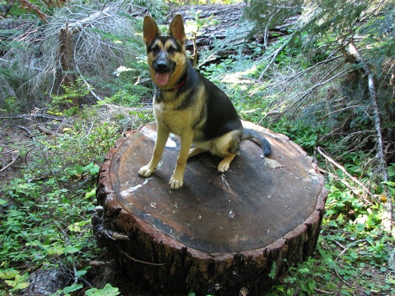 Jasmine sits on a wheel that was sliced from a deadfall across the trail. This shows how big around many of the trees are in this area.