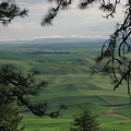 Looking out over the Palouse from a break in the pine trees.