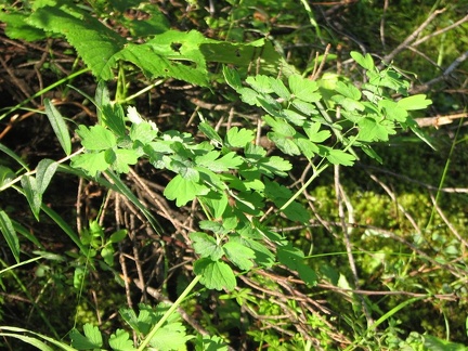 Meadow Rue (Latin name: Thalictrum occidentalis) growing along the Pine Ridge Trail.