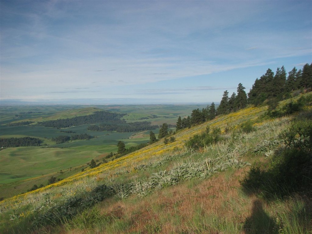 Wildflowers carpet the hillside on parts of Kamiak Butte. This is looking south from Kamiak Butte over the Palouse.