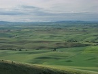 The fields of wheat, lentils, and soybeans are still green in early July. This view is looking southeast from Kamiak Butte over the Palouse.