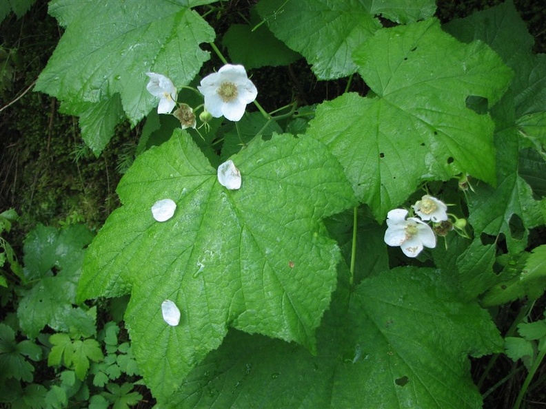 Thimbleberry (Latin name: Rubus parviflorus) grows along the Pine Ridge Trail on Kamiak Butte.