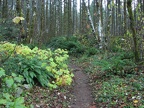 Typical view of the lower portion of King's Mountain Trail in the Tillamook State Forest, Oregon.