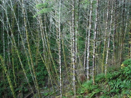 Alder trees along Dog Creek on King's Mountain Trail in the Tillamook State Forest, Oregon.