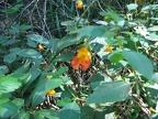 Jewel Weed (Latin Name: Impatiens capensis). This grows in a few large colonies along the trail.