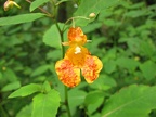 Jewel Weed (Latin Name: Impatiens capensis). This grows in a few wet areas along the trails in Lacamas Lake Park.